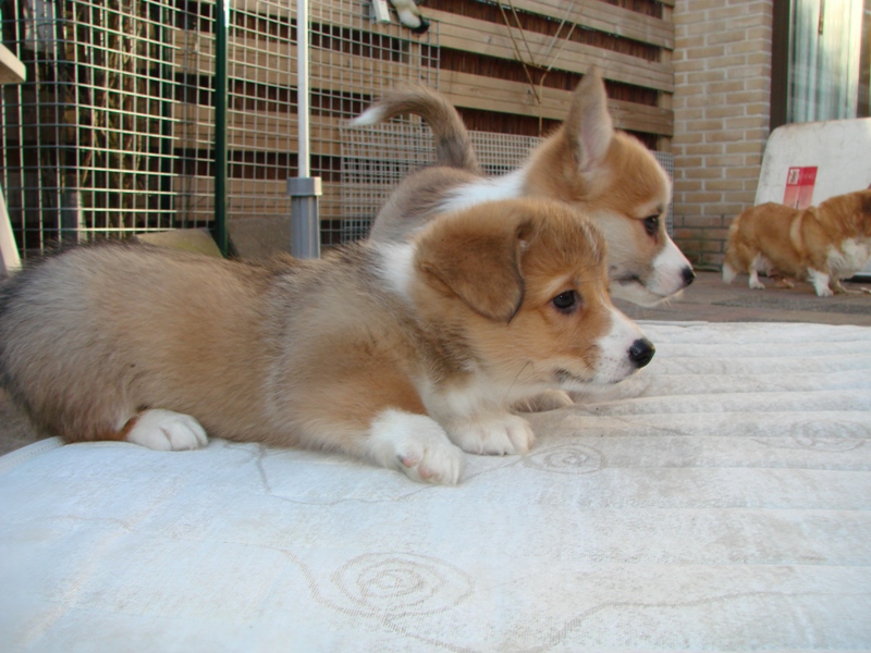 Puppies